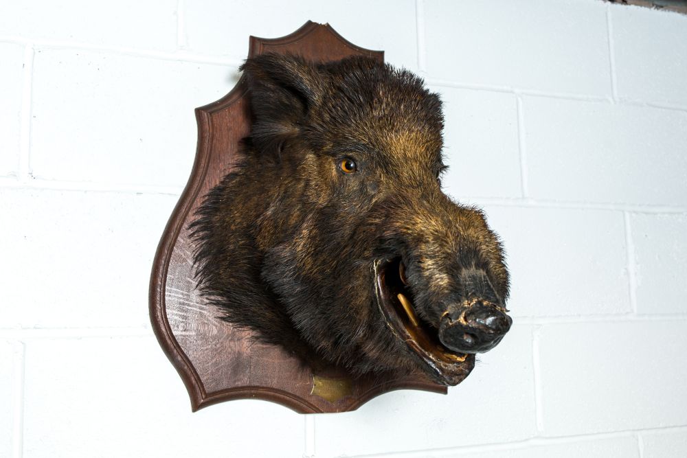 Taxidermy Animal Heads Wall Feature